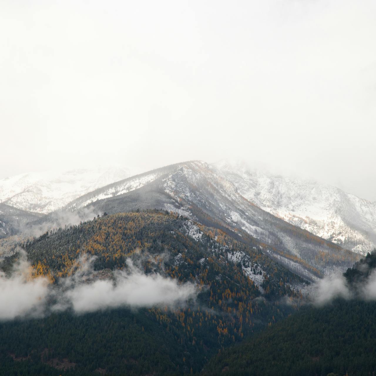 montana-heritage-brand.jpg