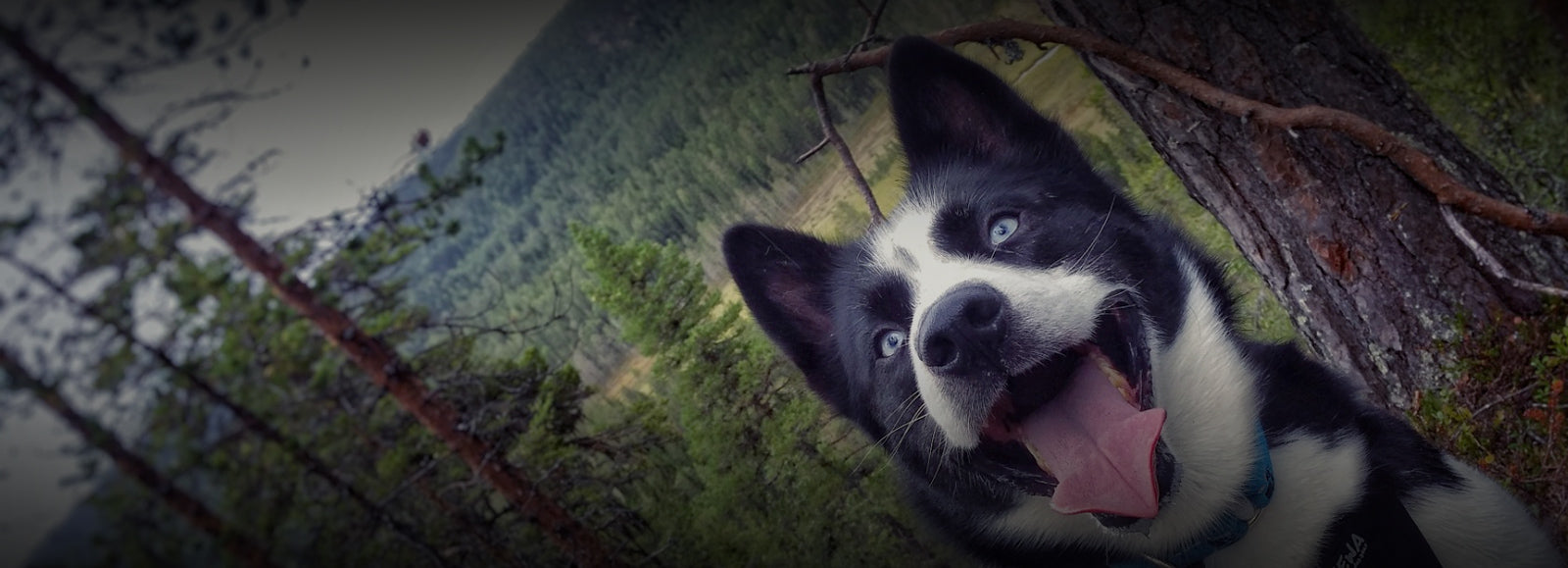 PET JERKY TREATS