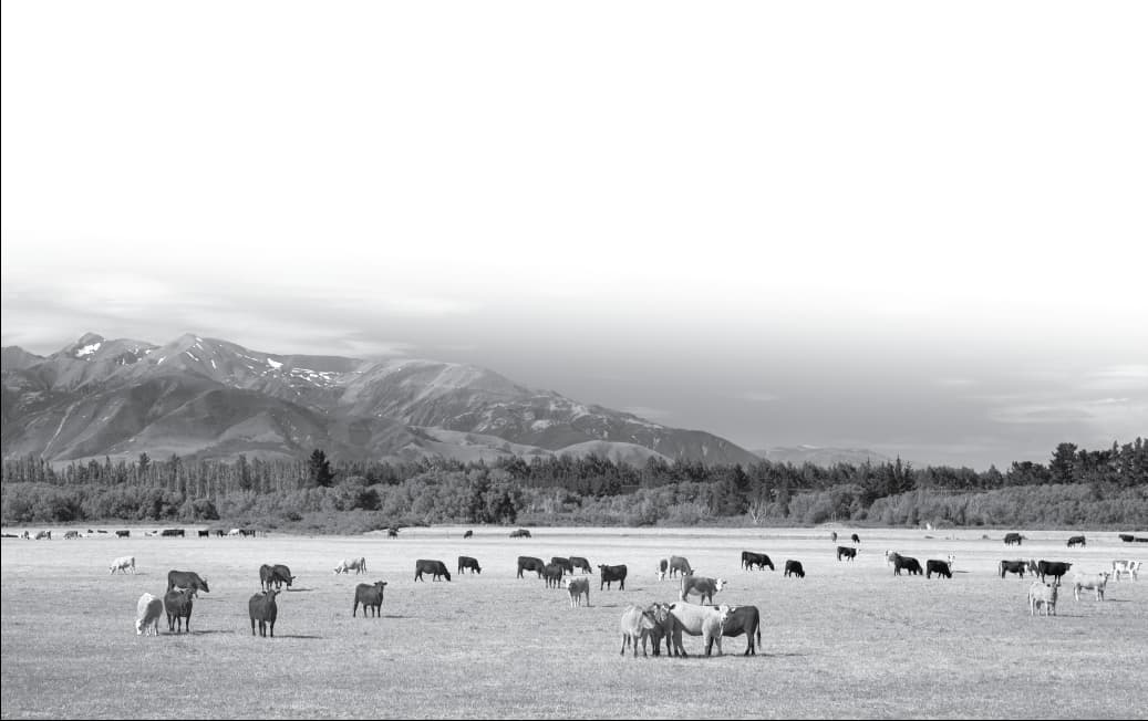 montana.jpg