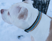 Dog Collar - Brown Trout