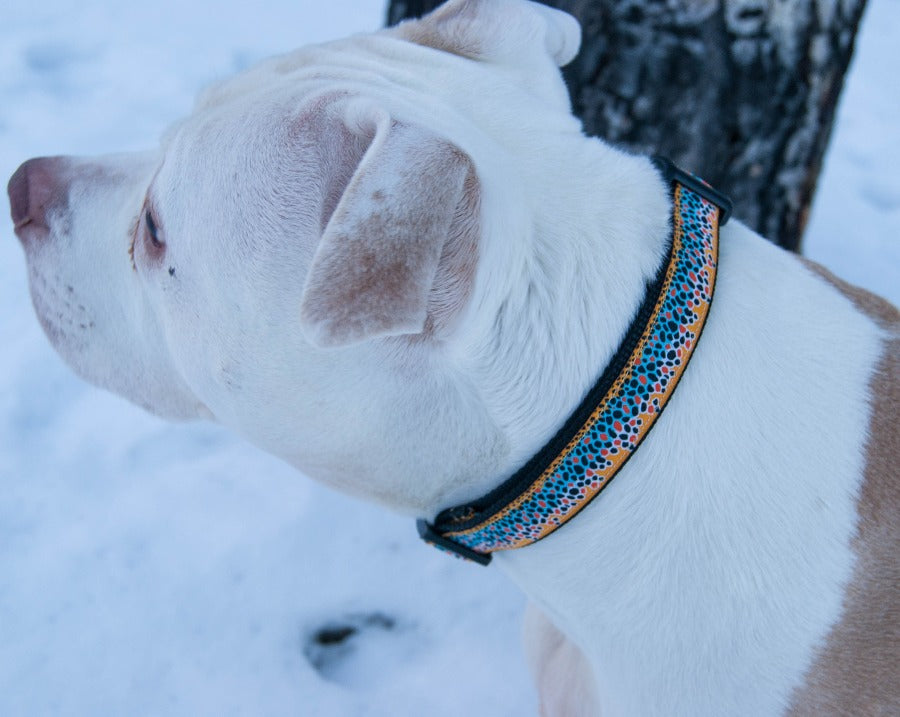 Dog Collar - Brown Trout